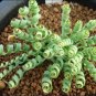 Spring grass 400 Seeds