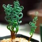 Spring grass 400 Seeds