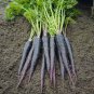 Black Nebula Carrot 200 Seeds