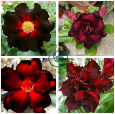 Imported 'Fire Lady' Black Red Desert Rose Adenium 4 Seeds