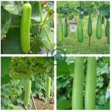 Heirloom White Jade Luffa Organic Vegetables 16 Seeds