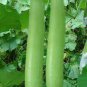 Heirloom White Jade Luffa Organic Vegetables 16 Seeds