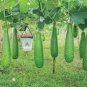 Heirloom White Jade Luffa Organic Vegetables 16 Seeds