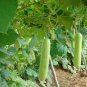 Heirloom White Jade Luffa Organic Vegetables 16 Seeds