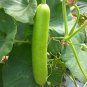 Heirloom White Jade Luffa Organic Vegetables 16 Seeds