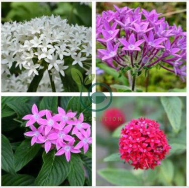 Pentas Lanceolata Flower 400 Seeds