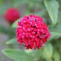 Pentas Lanceolata Flower 400 Seeds