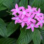 Pentas Lanceolata Flower 400 Seeds