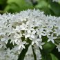 Pentas Lanceolata Flower 400 Seeds