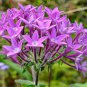 Pentas Lanceolata Flower 400 Seeds