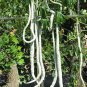 Long Snake Gourd 'Trichosanthes cucumerina' 8 Seeds