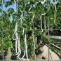 Long Snake Gourd 'Trichosanthes cucumerina' 8 Seeds