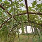 Long Snake Gourd 'Trichosanthes cucumerina' 8 Seeds