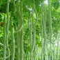 Long Snake Gourd 'Trichosanthes cucumerina' 8 Seeds