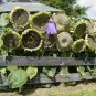 Mongolian Giant Sunflower 40 Seeds