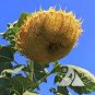 Mongolian Giant Sunflower 40 Seeds