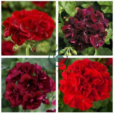 Geranium 'PAC Tommy' Dark Red Flower 20 Seeds