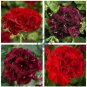Geranium 'PAC Tommy' Dark Red Flower 20 Seeds