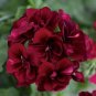 Geranium 'PAC Tommy' Dark Red Flower 20 Seeds