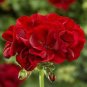 Geranium 'PAC Tommy' Dark Red Flower 20 Seeds