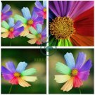 Amazing Rainbow Coreopsis Cosmos 100 Seeds