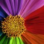 Amazing Rainbow Coreopsis Cosmos 100 Seeds