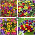 Calibrachoa Garden Petunia Shuttlecock Flower 200 Seeds