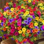 Calibrachoa Garden Petunia Shuttlecock Flower 200 Seeds