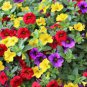 Calibrachoa Garden Petunia Shuttlecock Flower 200 Seeds