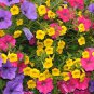 Calibrachoa Garden Petunia Shuttlecock Flower 200 Seeds