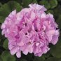 Geranium Fully Light Purple Chinese Rose-typed Compact Bonsai Flowers 20 Seeds