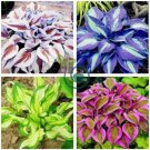 Japanese Hosta 400 Seeds