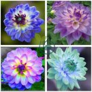 Purple Dahlia Flowers Perennial Rooted Flowers 2 Seeds