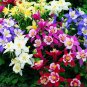 Rare Garden Columbine Aquilegia Mixed Perennial Flowers 200 Seeds