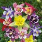 Rare Garden Columbine Aquilegia Mixed Perennial Flowers 200 Seeds