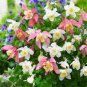 Rare Garden Columbine Aquilegia Mixed Perennial Flowers 200 Seeds