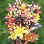 Rare Garden Columbine Aquilegia Mixed Perennial Flowers 200 Seeds