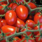 Tomato 'Rapunzel' Green Red Bonsai Cherry Tomato 200 Seeds