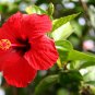 Giant Double Hibiscus 200 Seeds