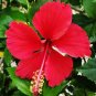 Giant Double Hibiscus 200 Seeds