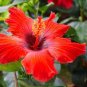 Giant Double Hibiscus 200 Seeds