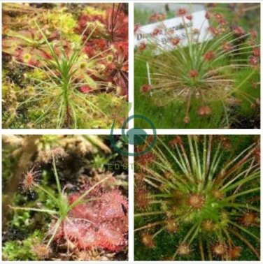 Drosera Paradoxa Carnivorous Very Rare Plant 20 Seeds
