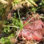 Drosera Paradoxa Carnivorous Very Rare Plant 20 Seeds