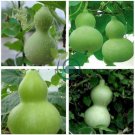 Blue Orange Purple Bottle Gourd 12 Seeds