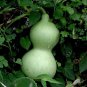 Blue Orange Purple Bottle Gourd 12 Seeds