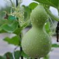 Blue Orange Purple Bottle Gourd 12 Seeds