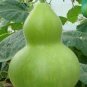 Blue Orange Purple Bottle Gourd 12 Seeds
