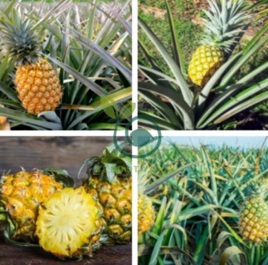 Pineapple 200 Seeds