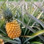 Pineapple 200 Seeds