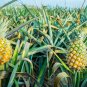 Pineapple 200 Seeds